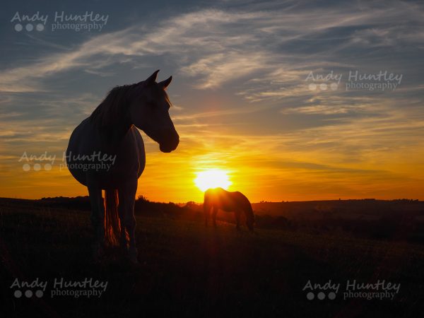 Horses in the Sunset